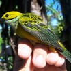 Silver-throated Tanager